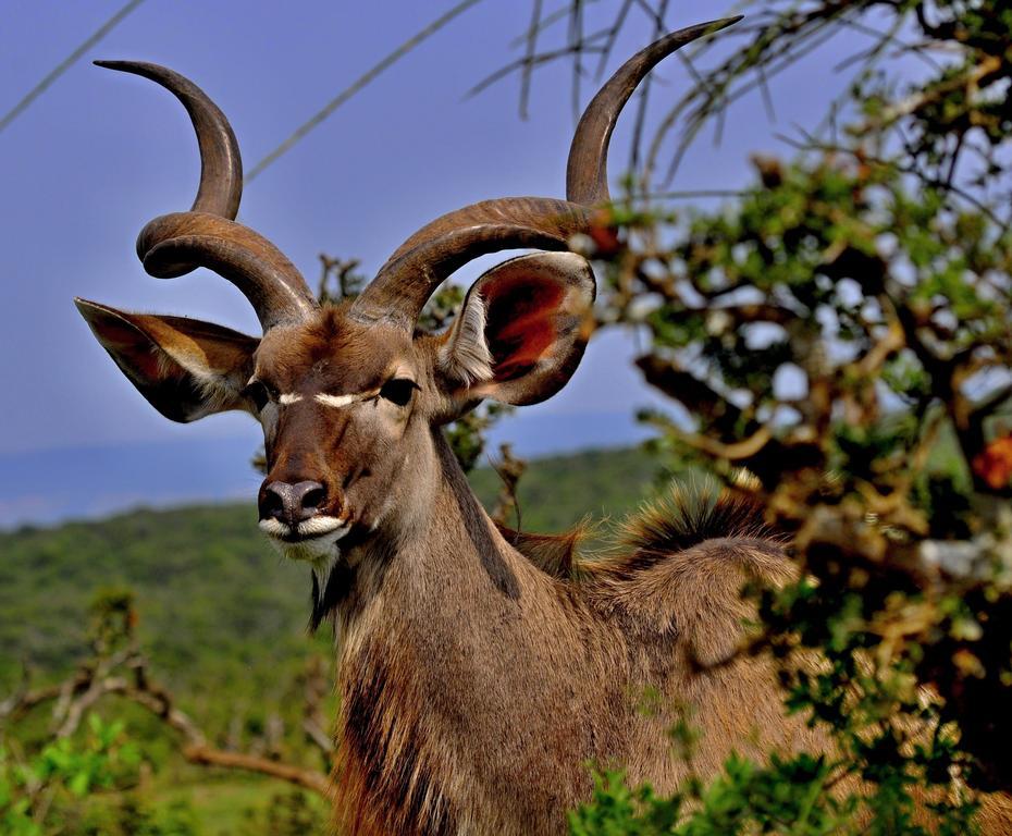 Umlambo River Lodge Kirkwood Luaran gambar