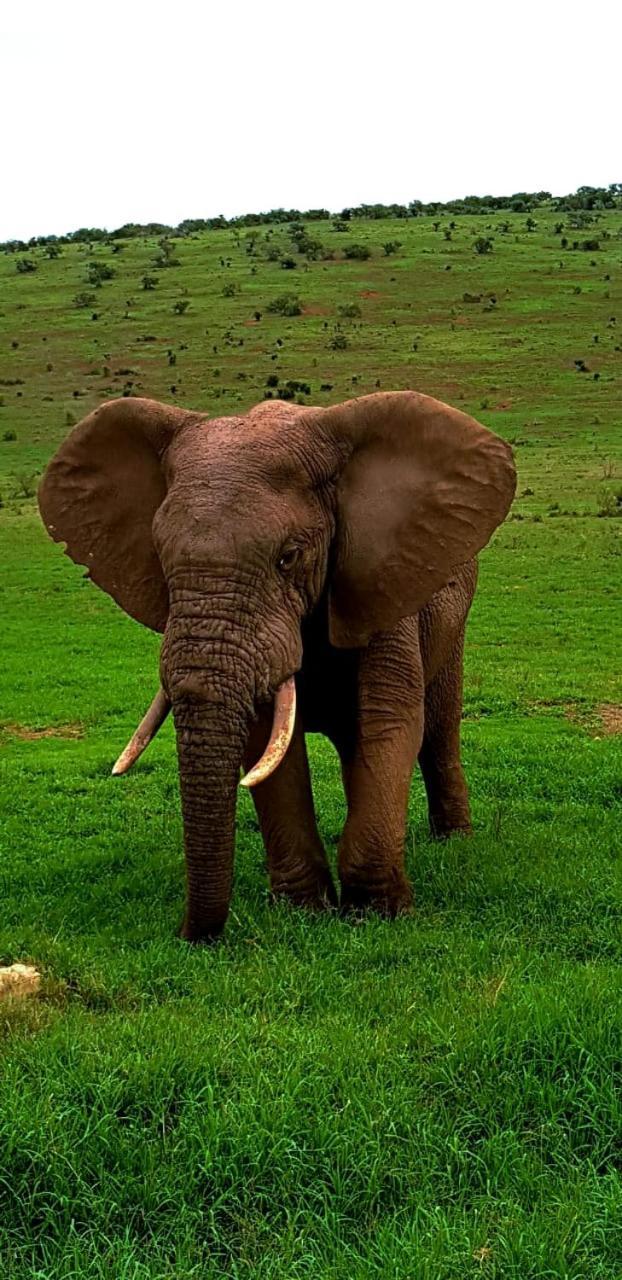 Umlambo River Lodge Kirkwood Luaran gambar